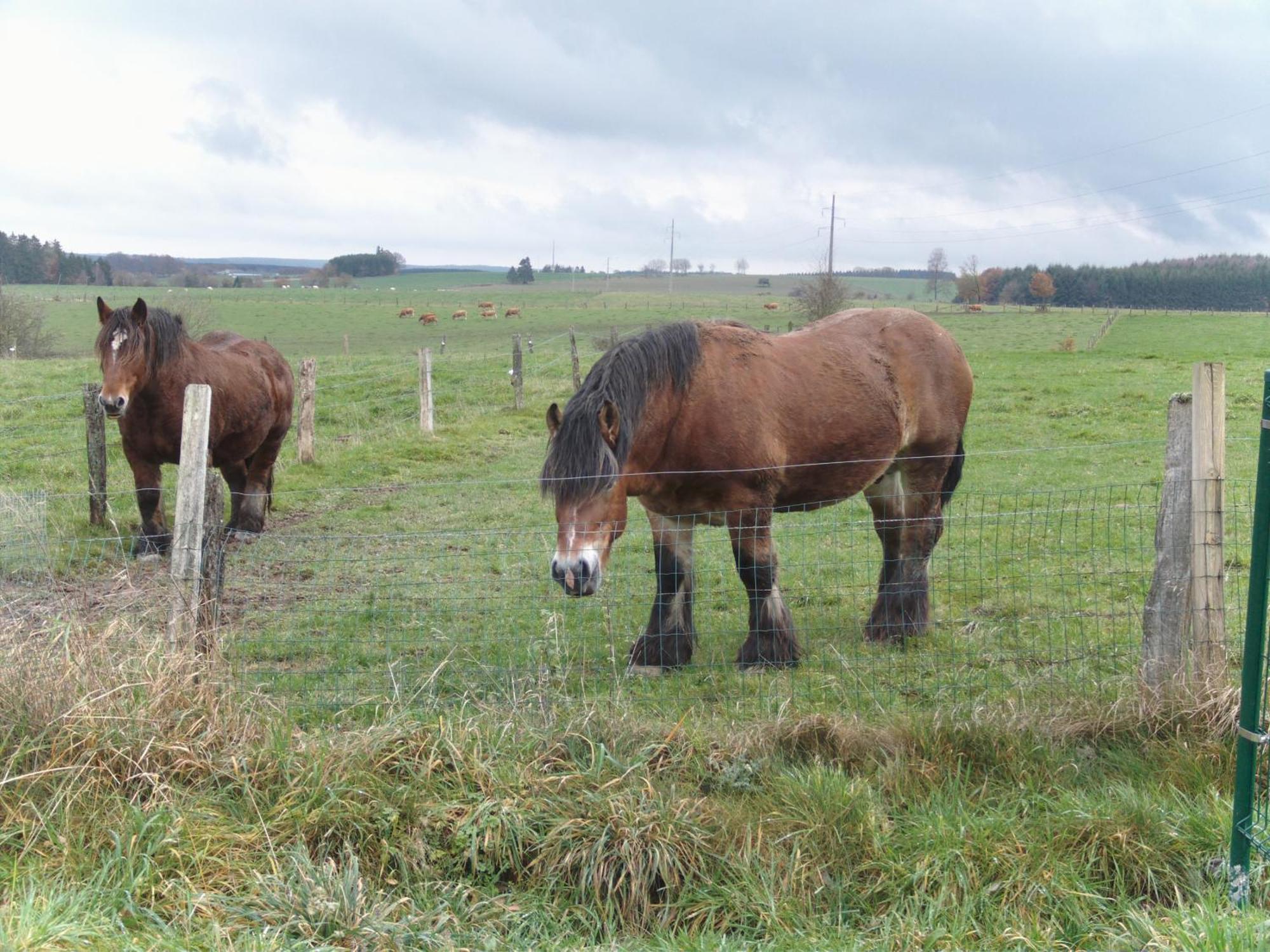 Gite Les Framboisiers Neufchâteau Esterno foto